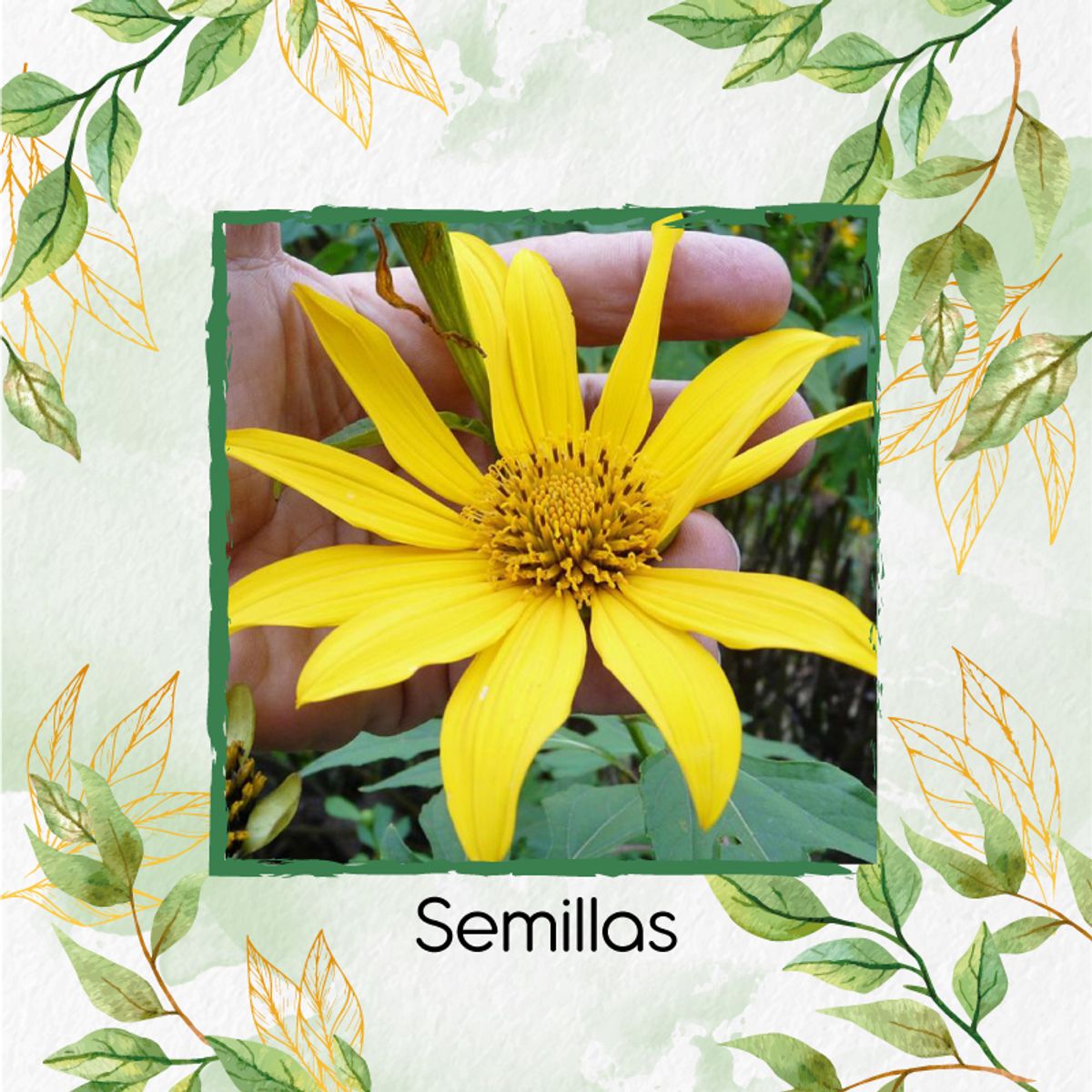 GENERICO - 13 Semillas Orgánicas De Botón De Oro G