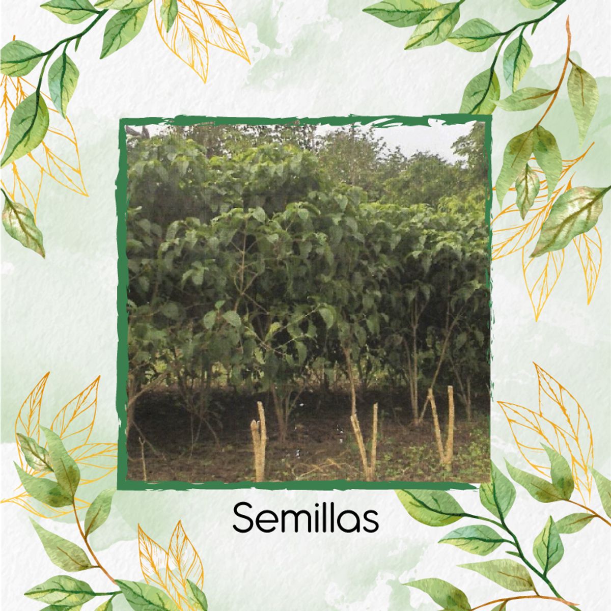 GENERICO - 350 Semillas Orgánicas De Árbol Cajeto