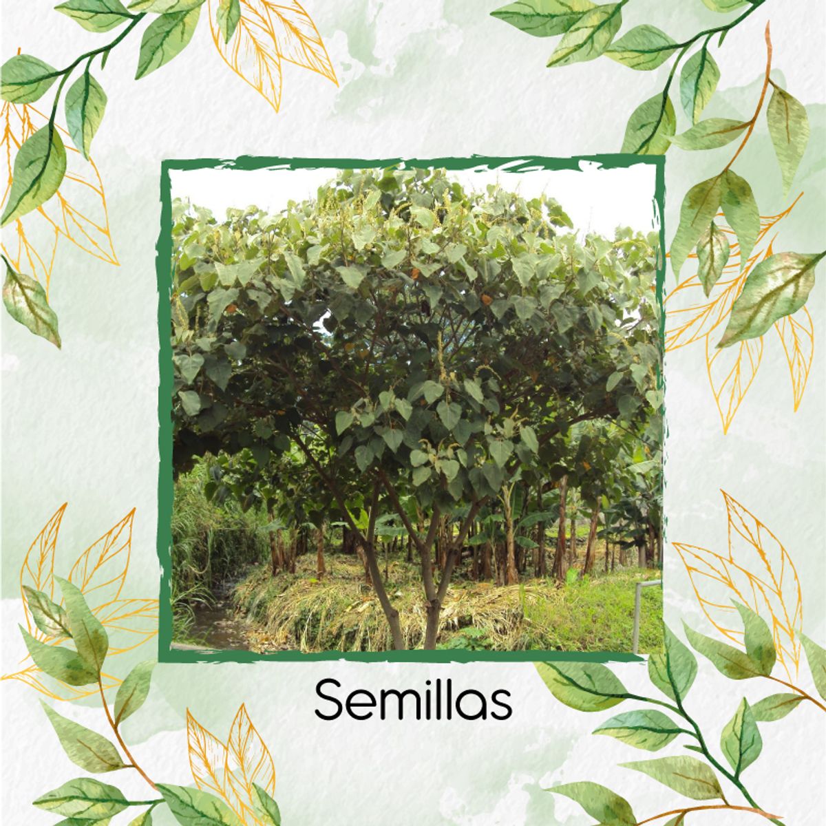 GENERICO - 1.400 Semillas Orgánicas De Árbol Cajeto