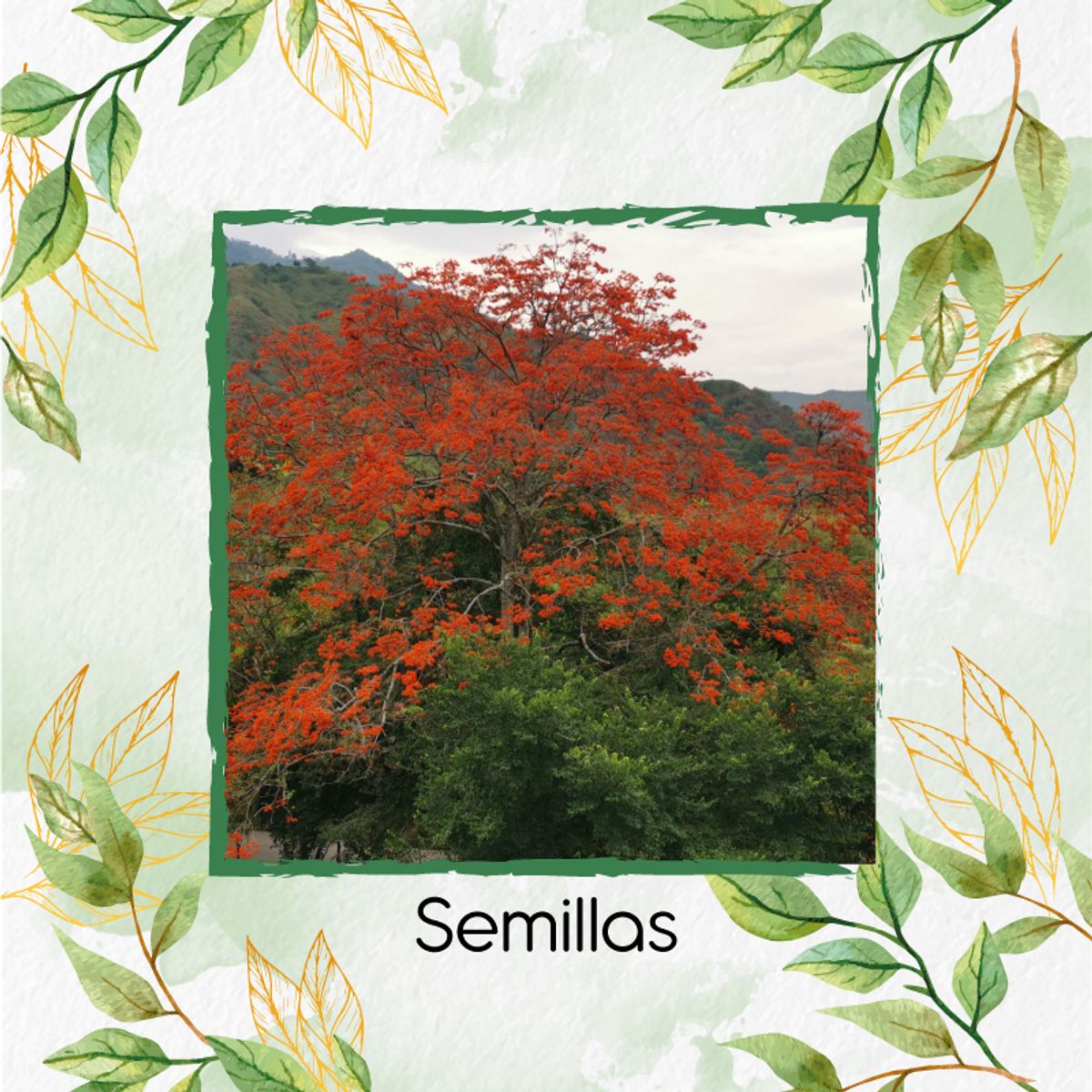 GENERICO - 600 Semillas Orgánicas De Árbol Cámbulo