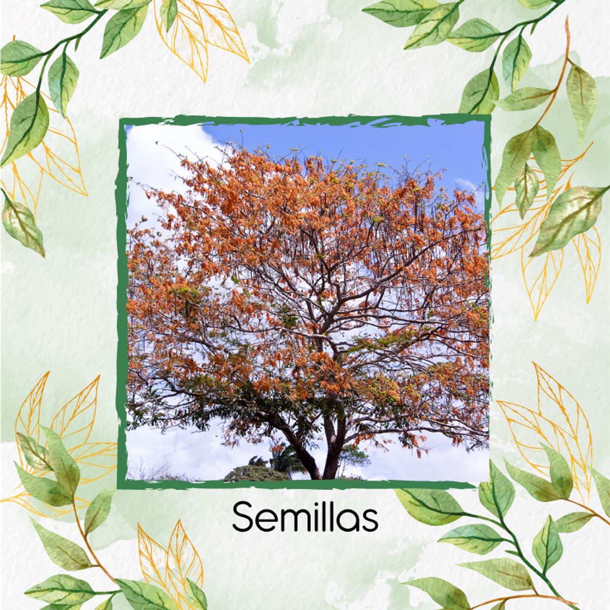 GENERICO - 16 Semillas Orgánicas De Árbol Cañafistol - Llanero
