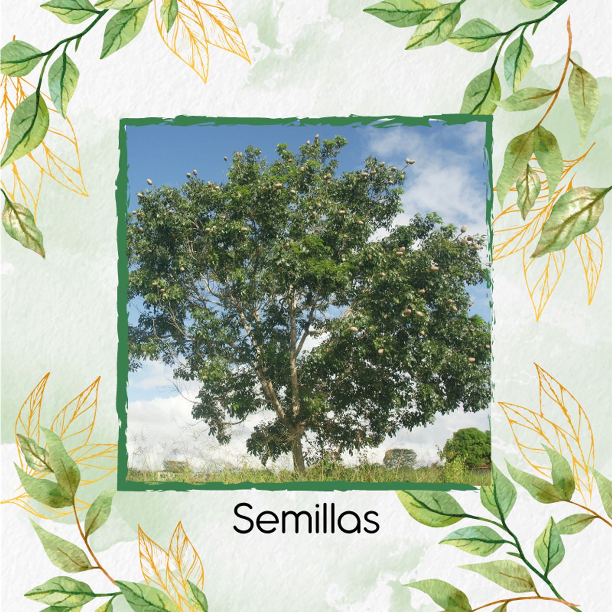 GENERICO - 5 Semillas Orgánicas De Árbol Caoba