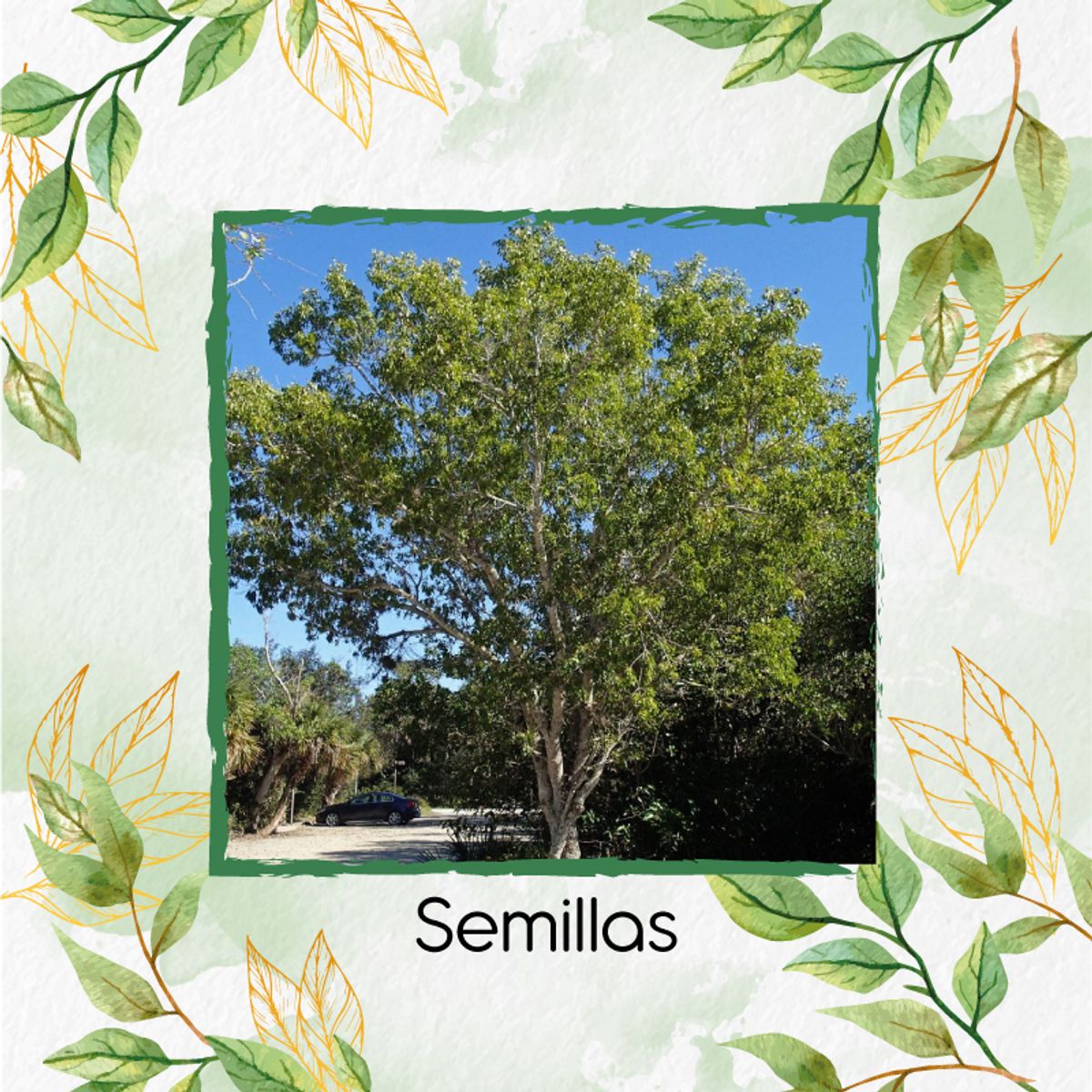 GENERICO - 5 Semillas Orgánicas De Árbol Caoba