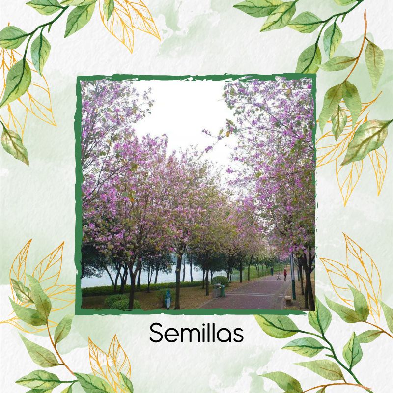 GENERICO - 20 Semillas Orgánicas De Árbol Casco De Vaca