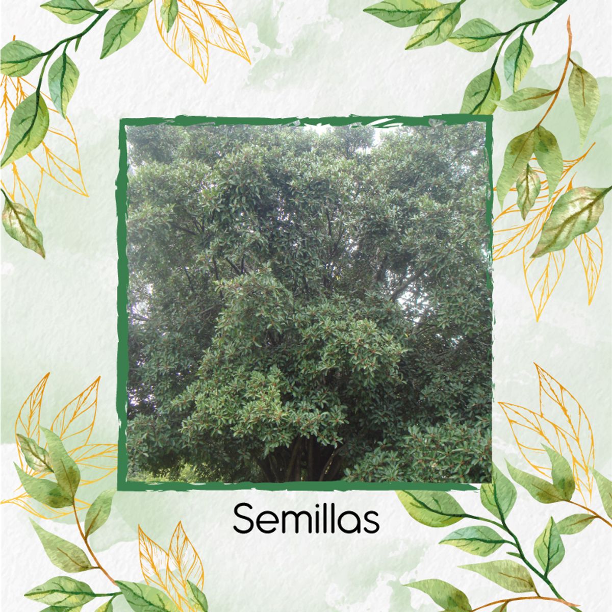 GENERICO - 250 Semillas Orgánicas De Árbol Caucho Sabanero
