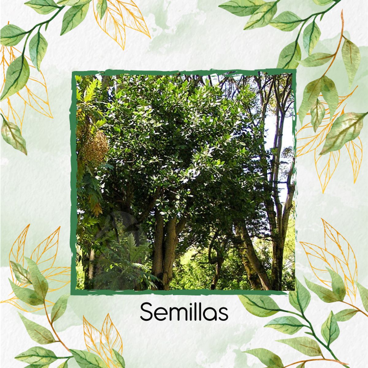 GENERICO - 250 Semillas Orgánicas De Árbol Caucho Sabanero