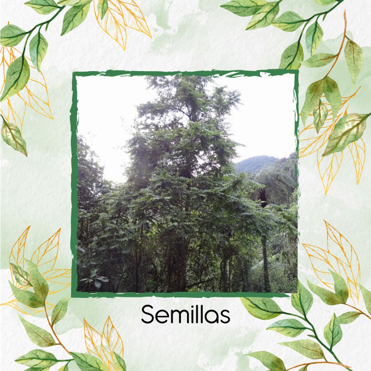 GENERICO - 3 Semillas Orgánicas De Árbol Cedro Negro