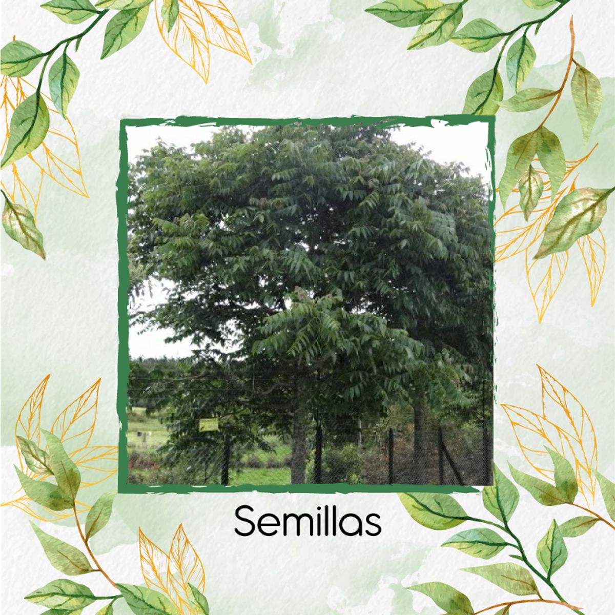 GENERICO - 30 Semillas Orgánicas De Árbol Cedro Negro