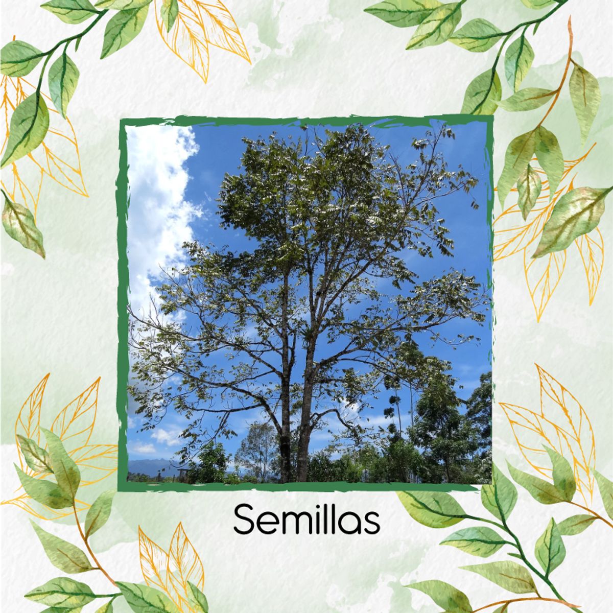 GENERICO - 30 Semillas Orgánicas De Árbol Cedro Negro