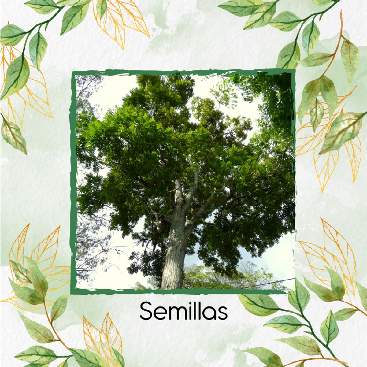 GENERICO - 500 Semillas Orgánicas De Árbol Cedro Rosado