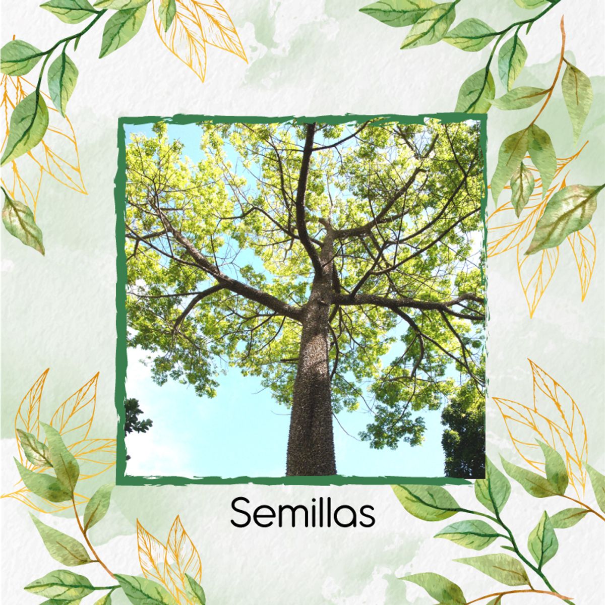 GENERICO - 20 Semillas Orgánicas De Árbol Ceiba Bonga