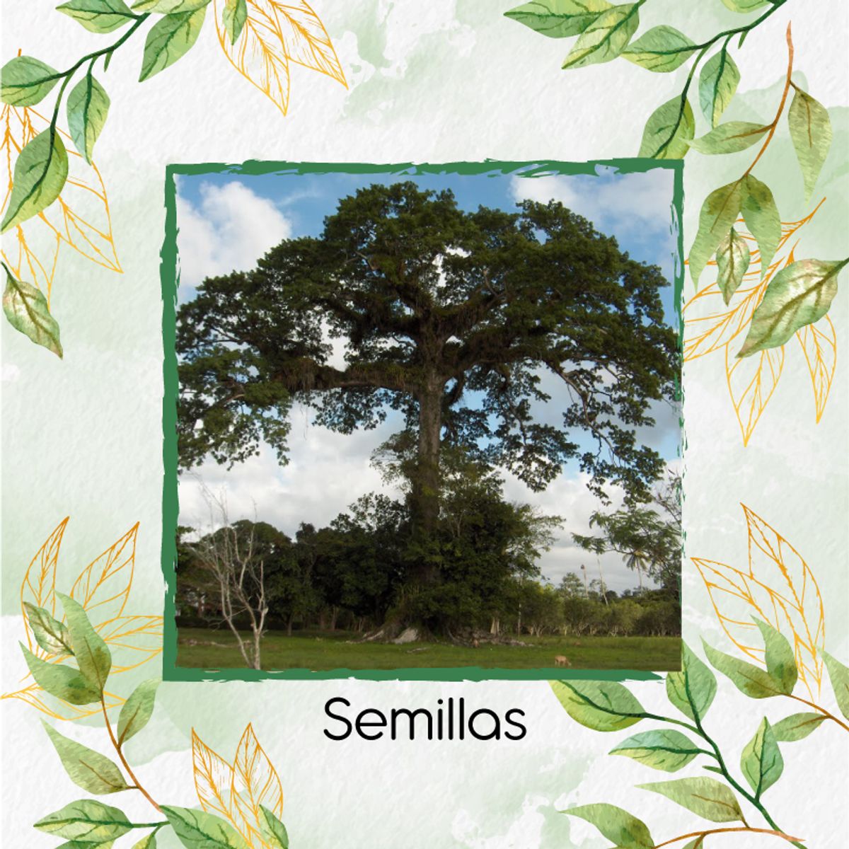 GENERICO - 20 Semillas Orgánicas De Árbol Ceiba Bonga
