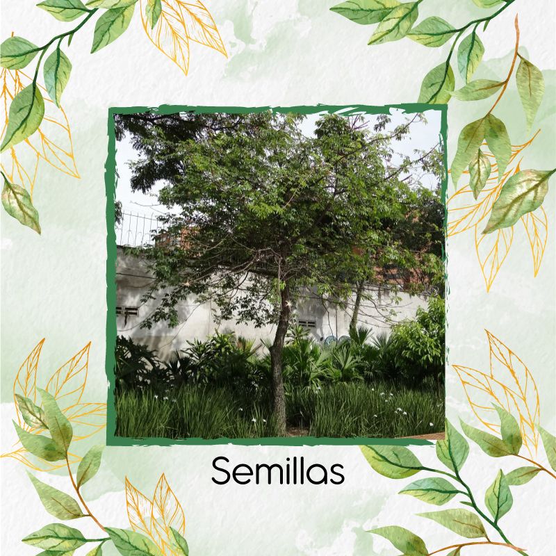 GENERICO - 40 Semillas Orgánicas De Árbol Ceiba Tolua