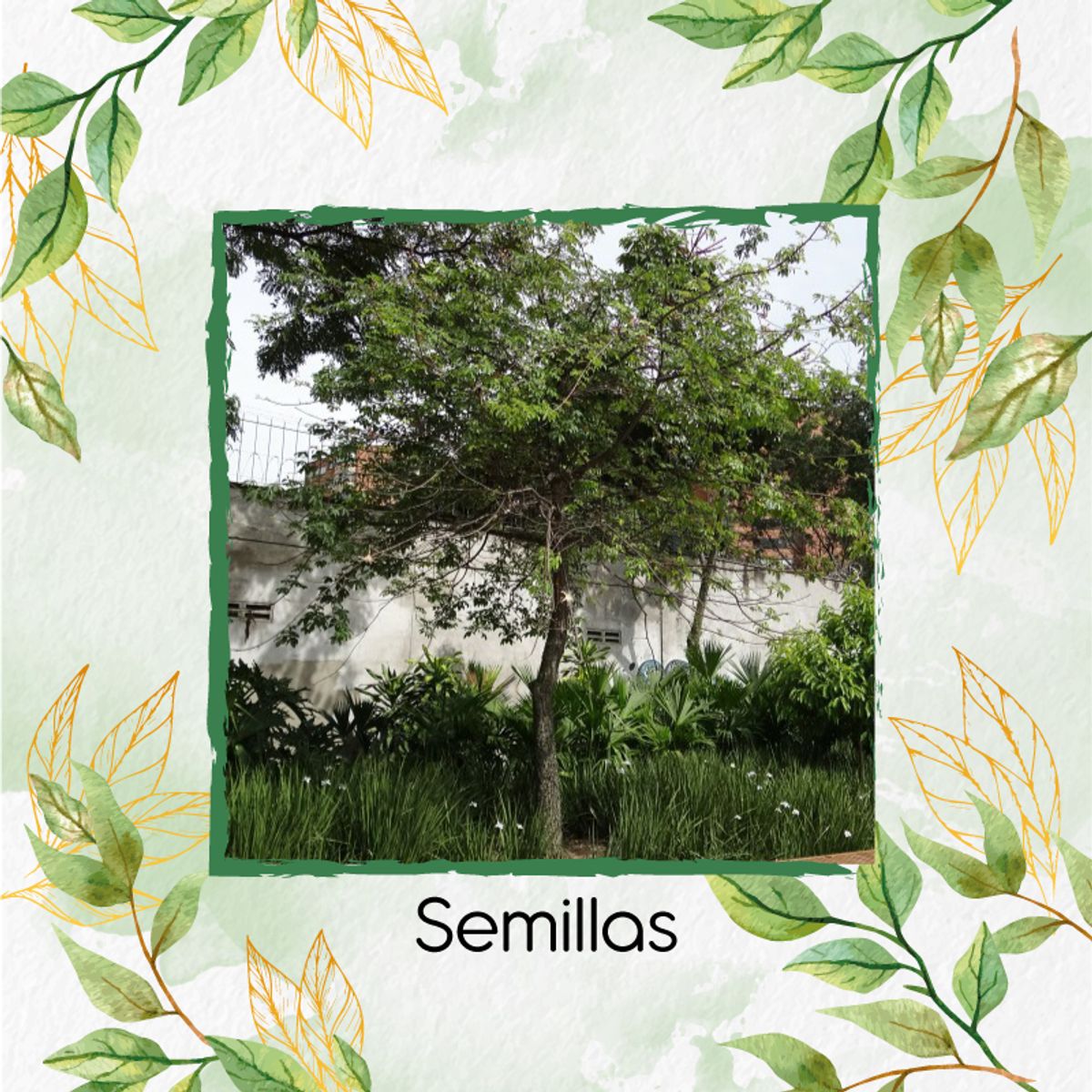 GENERICO - 100 Semillas Orgánicas De Árbol Ceiba Tolua