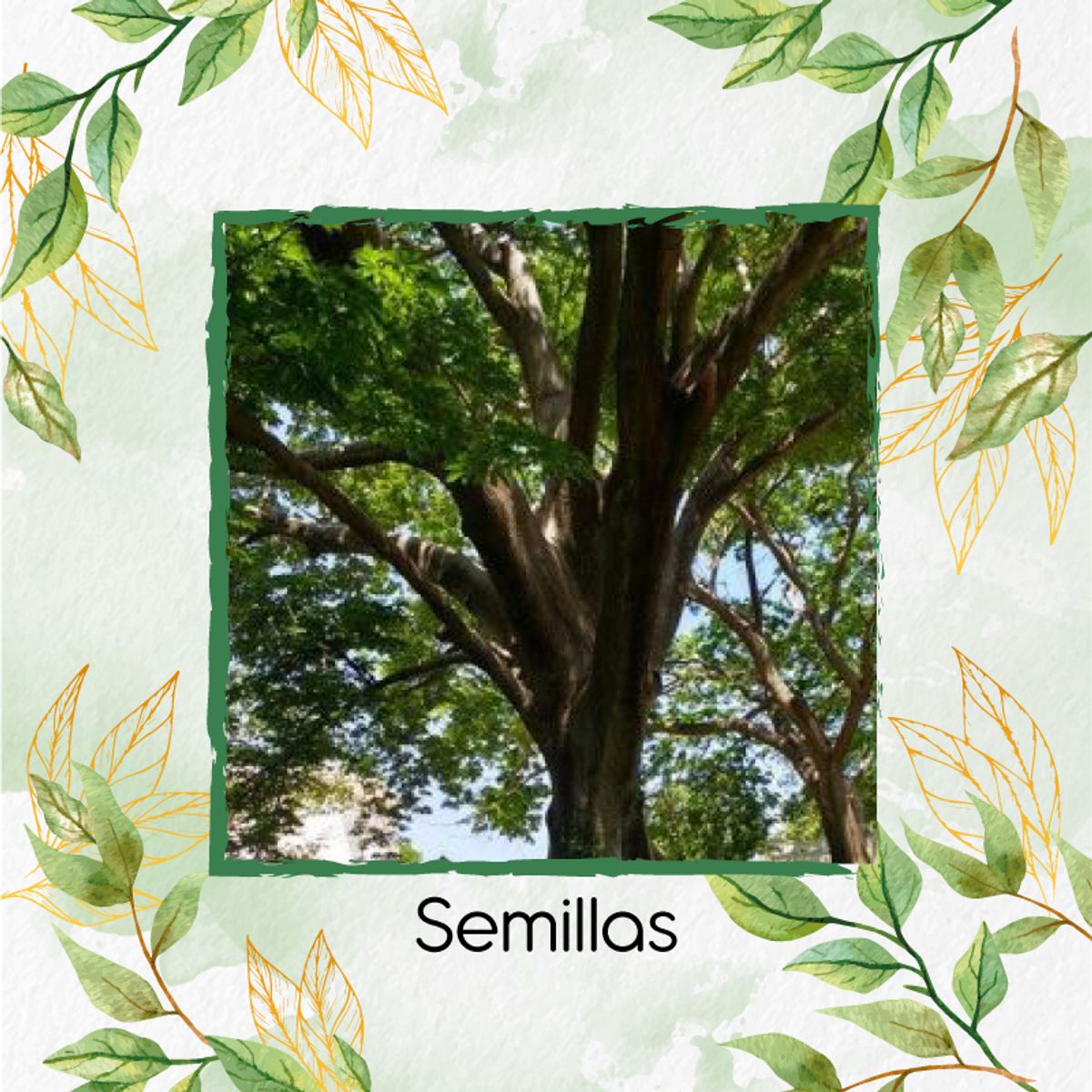 GENERICO - 100 Semillas Orgánicas De Árbol Ceiba Tolua
