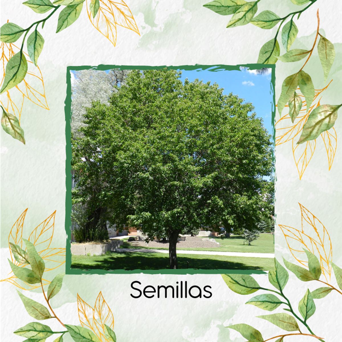 GENERICO - 120 Semillas Orgánicas De Árbol Cerezo Capulí