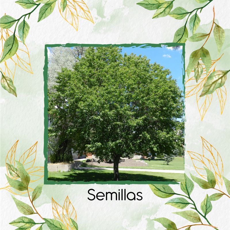 120 Semillas Orgánicas De Árbol Cerezo Capulí GENERICO | falabella.com