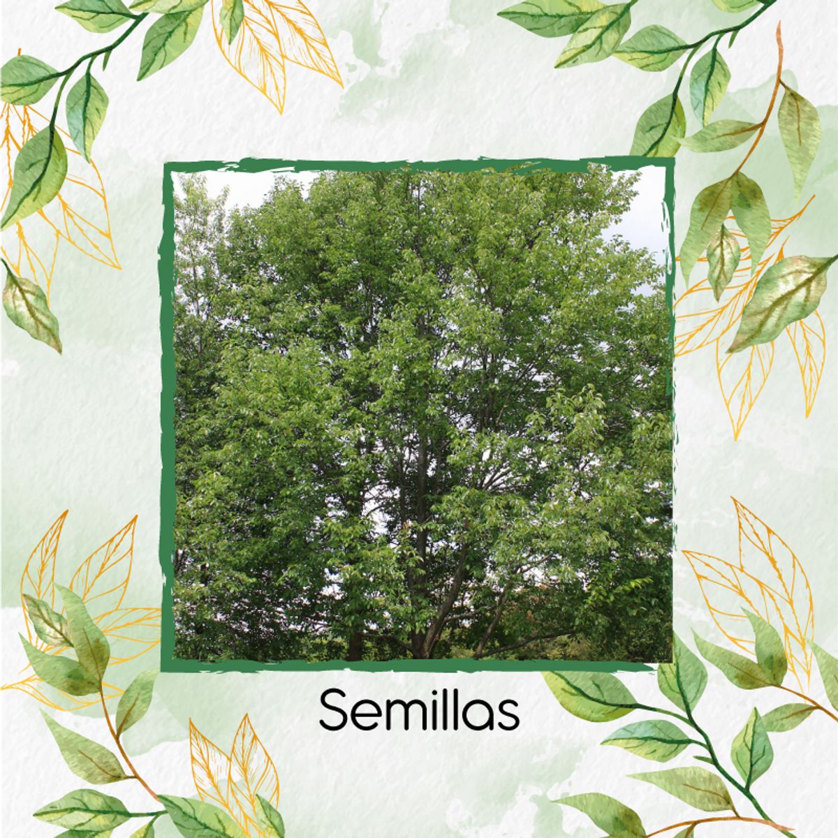 GENERICO - 120 Semillas Orgánicas De Árbol Cerezo Capulí