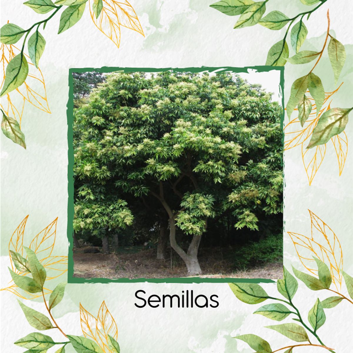 GENERICO - 8 Semillas Orgánicas De Árbol Chambimbe Jaboncillo