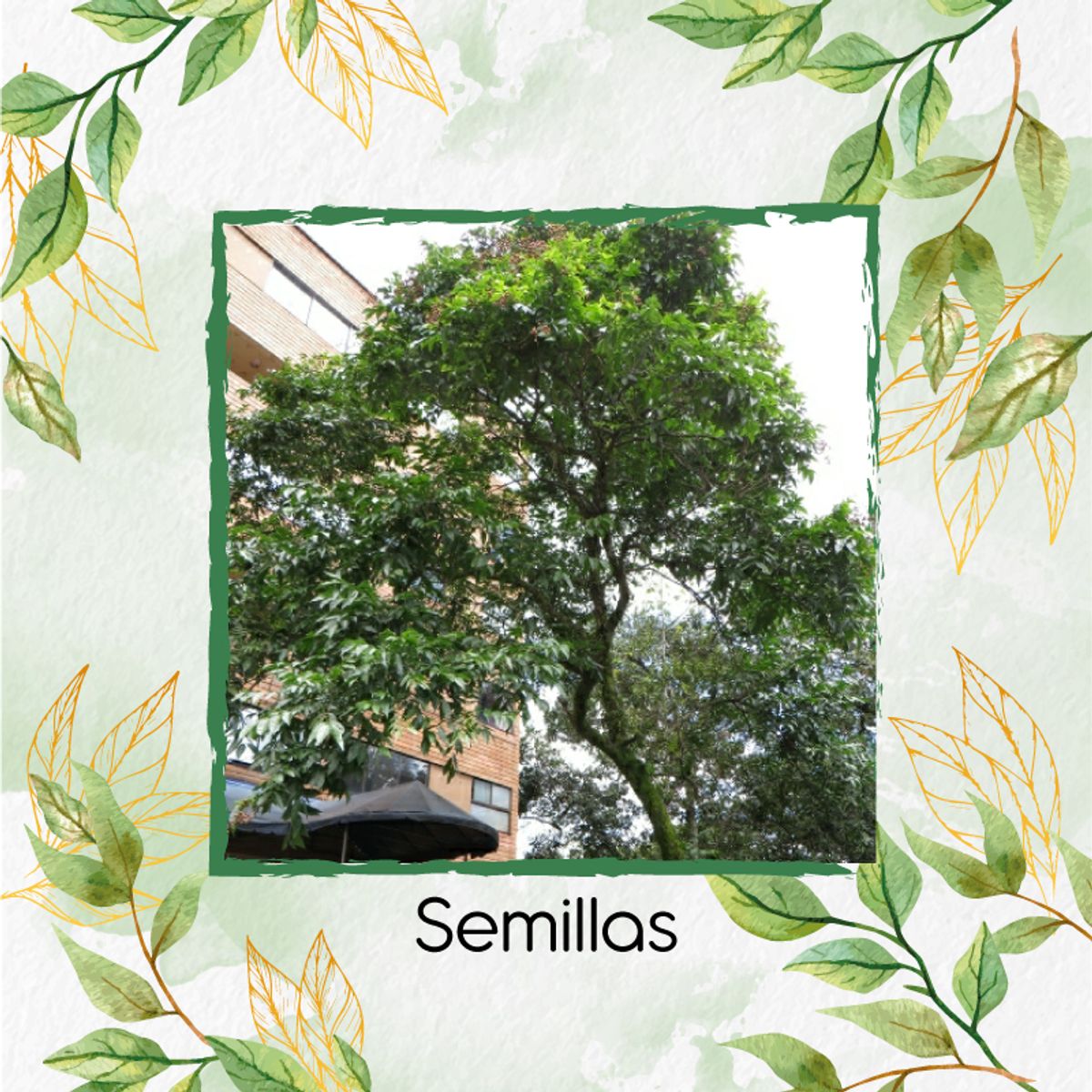 GENERICO - 8 Semillas Orgánicas De Árbol Chambimbe Jaboncillo