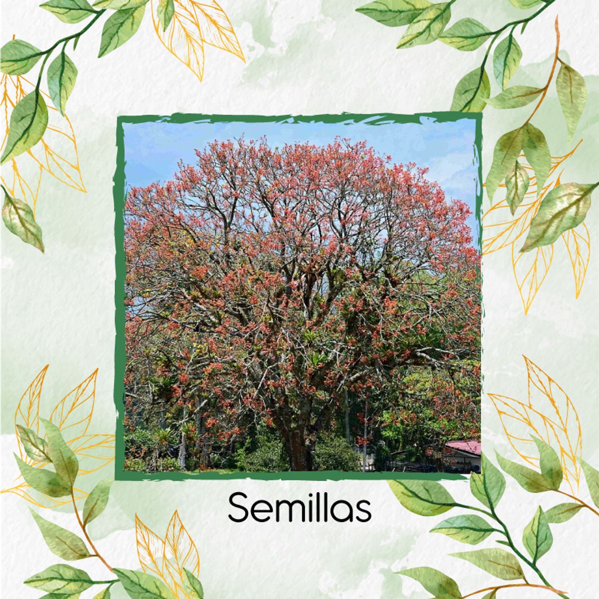 GENERICO - 8 Semillas De Árbol Chochos De Árbol