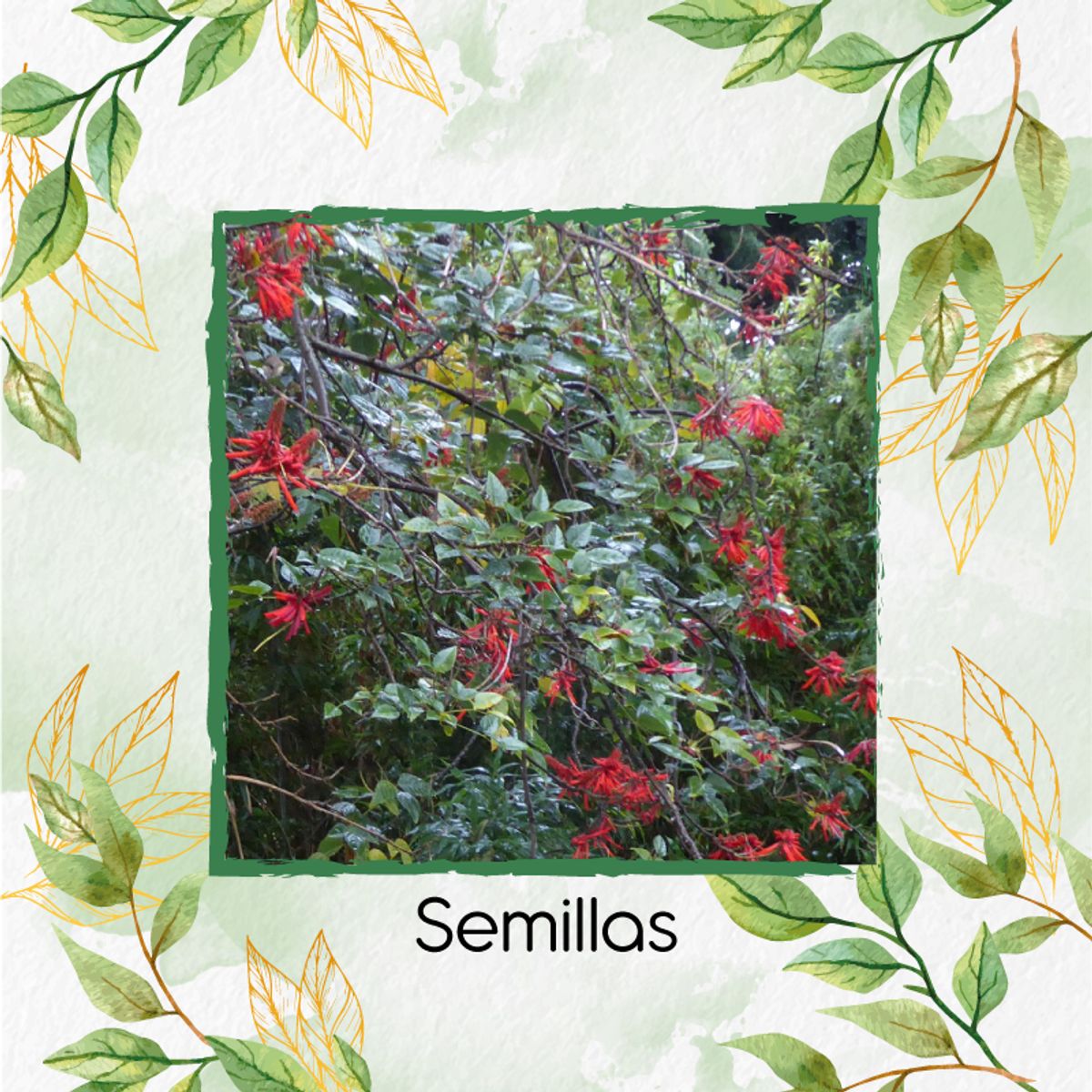 GENERICO - 8 Semillas De Árbol Chochos De Árbol