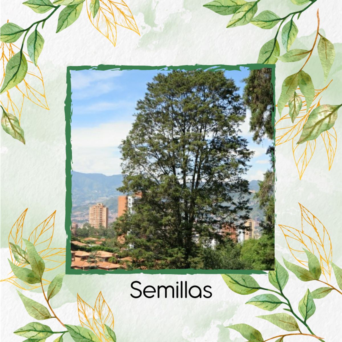 GENERICO - 100 Semillas Orgánicas De Árbol Ciprés