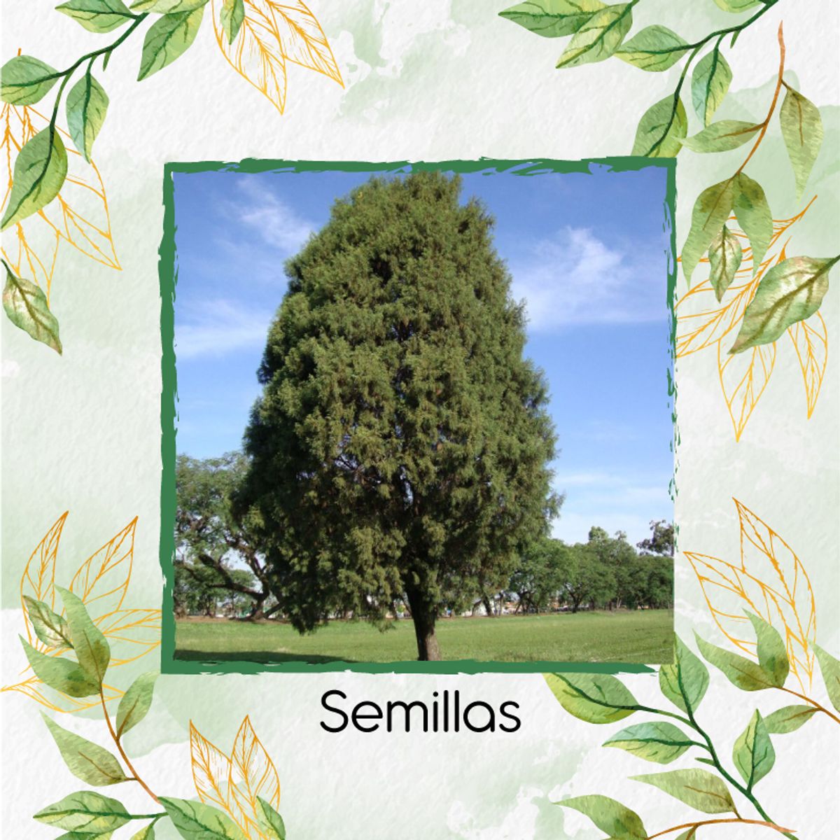 GENERICO - 100 Semillas Orgánicas De Árbol Ciprés