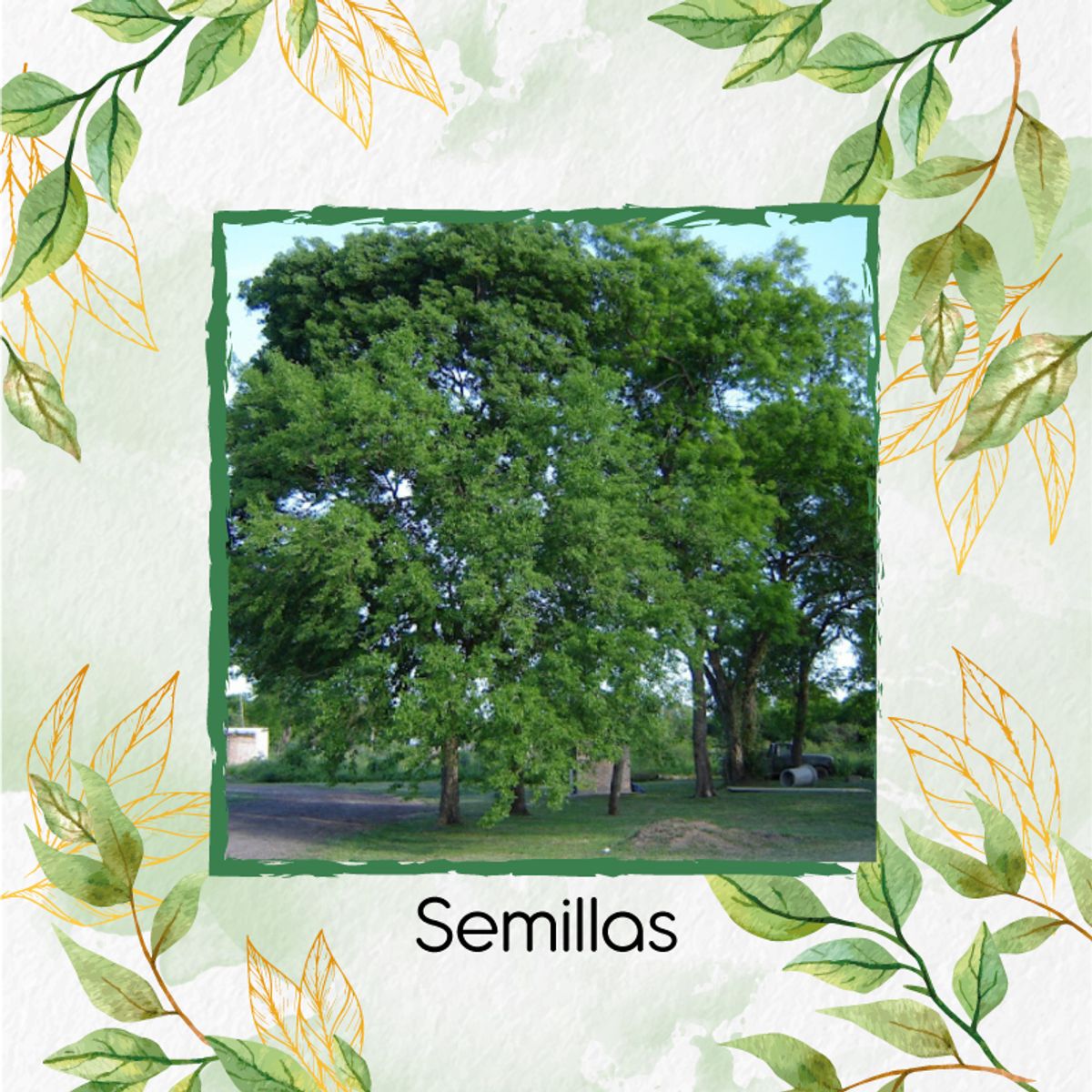 GENERICO - 1.000 Semillas Orgánicas De Árbol Dinde Mora