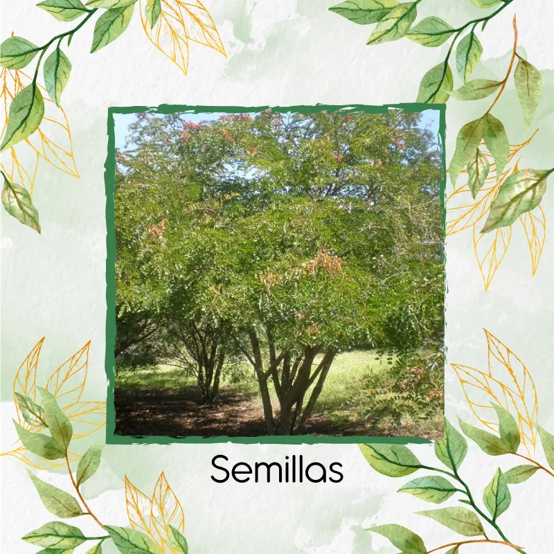 GENERICO - 30 Semillas Orgánicas De Árbol Dividivi
