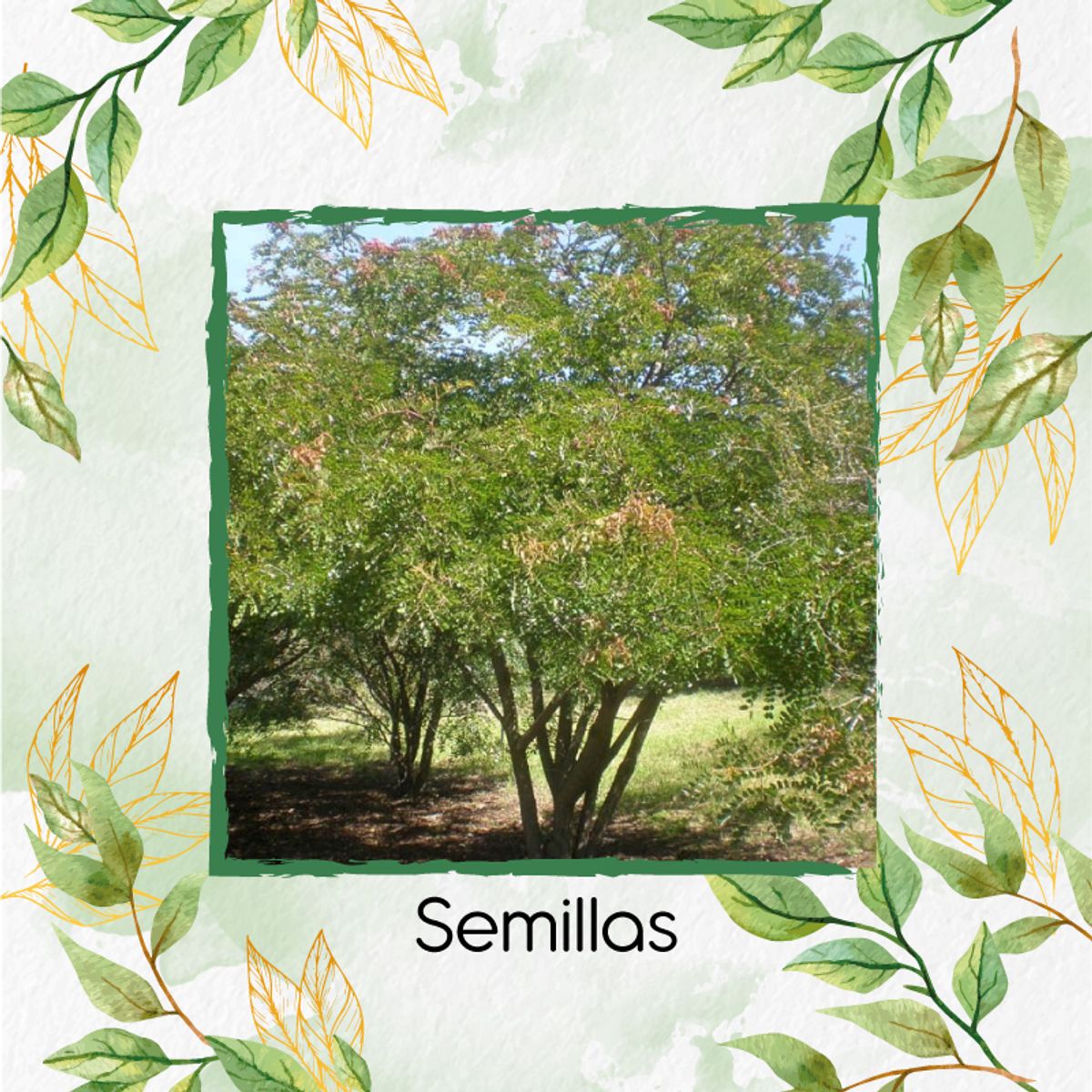 GENERICO - 300 Semillas Orgánicas De Árbol Dividivi