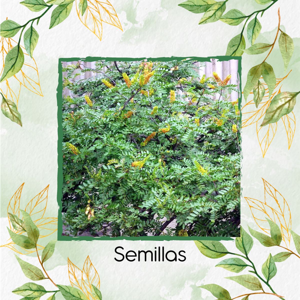 GENERICO - 300 Semillas Orgánicas De Árbol Dividivi