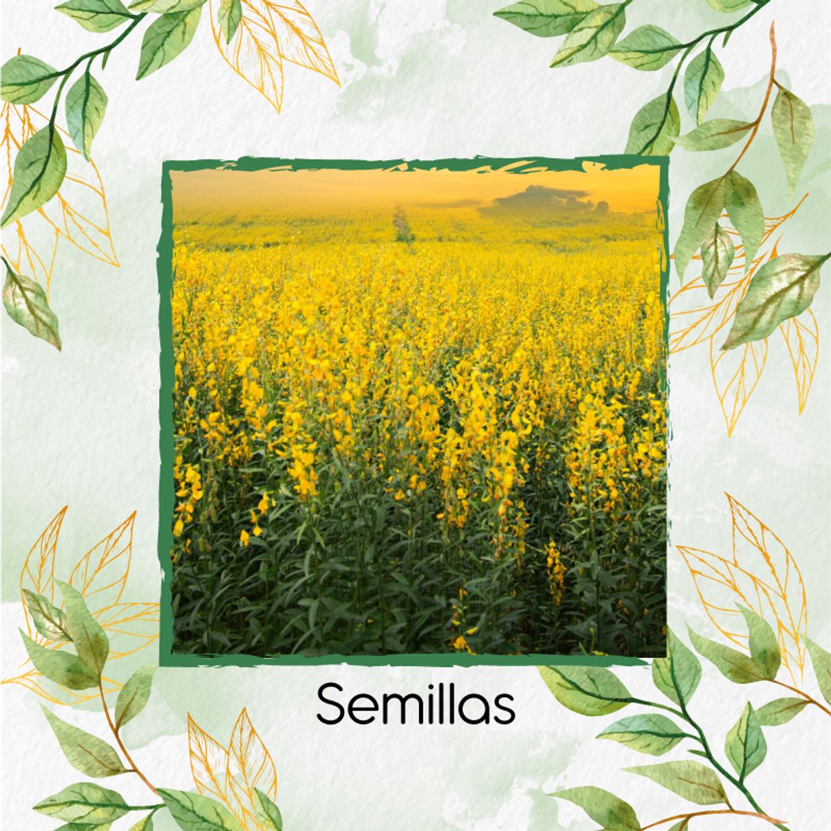 GENERICO - 3.200 Semillas Orgánicas De Crotalaria