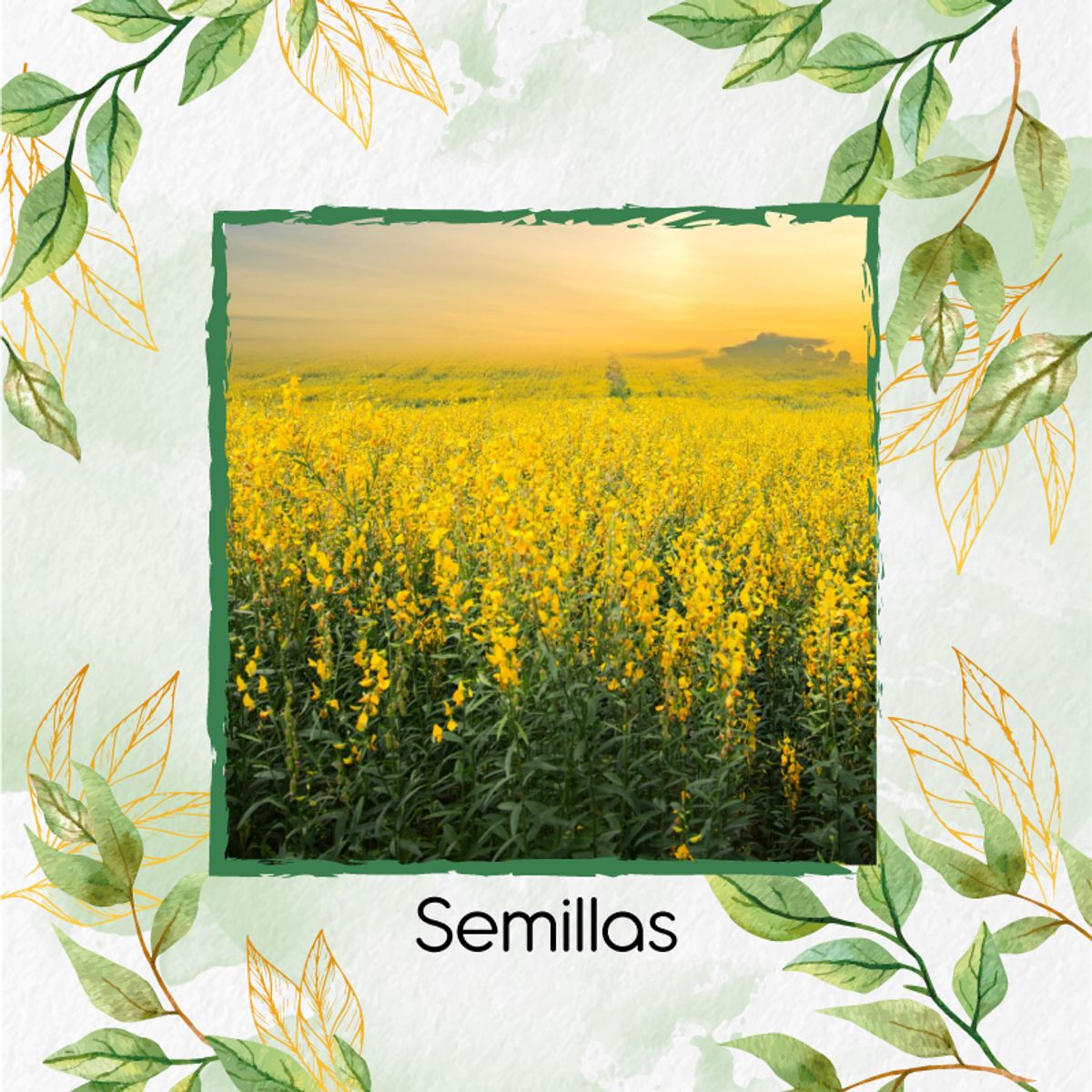 GENERICO - 3.200 Semillas Orgánicas De Crotalaria