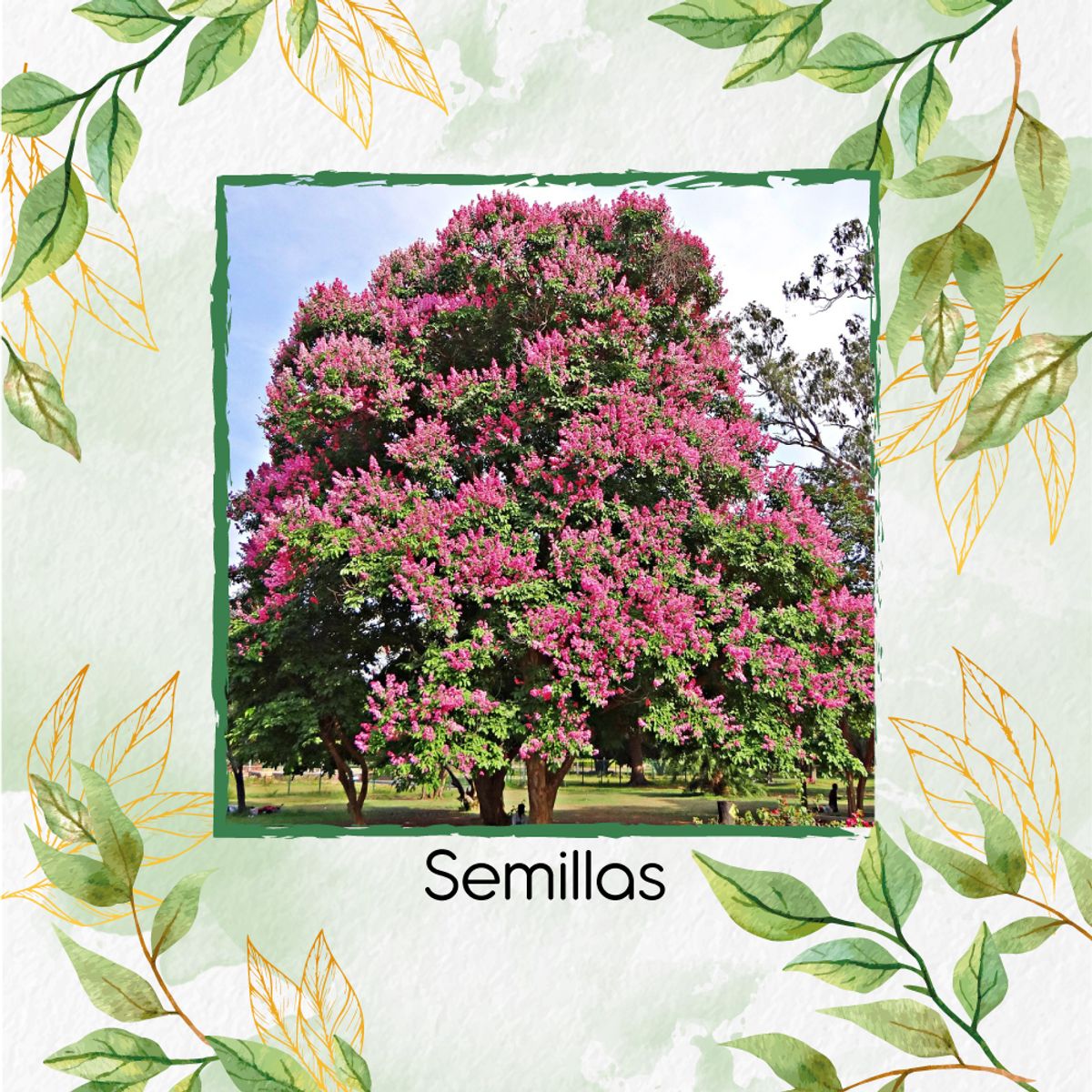 GENERICO - 400 Semillas Orgánicas De Árbol Embrujo De La India
