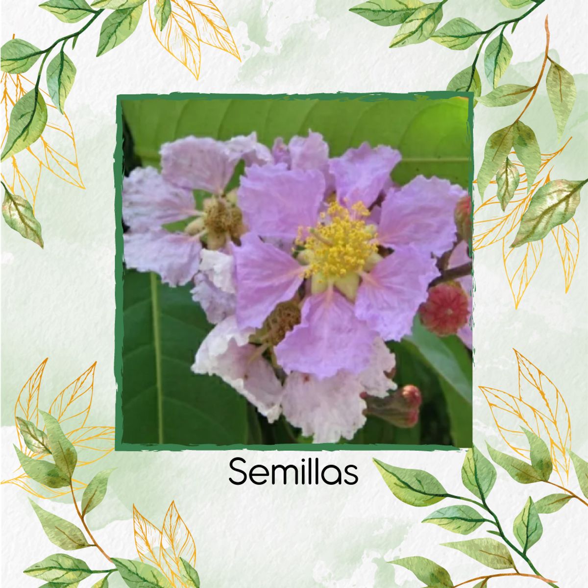 GENERICO - 400 Semillas Orgánicas De Árbol Embrujo De La India