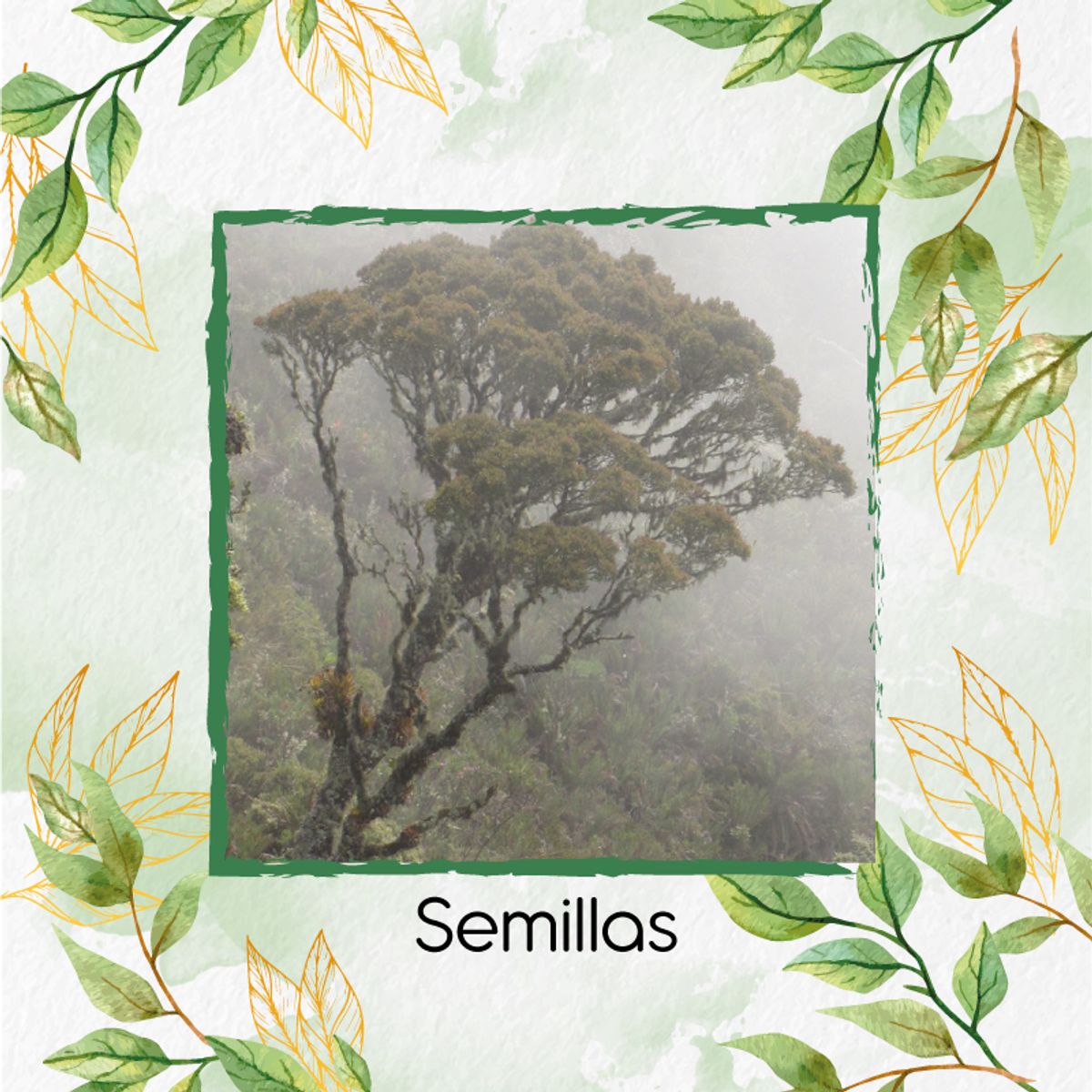 GENERICO - 60 Semillas Orgánicas De Árbol Encenillo