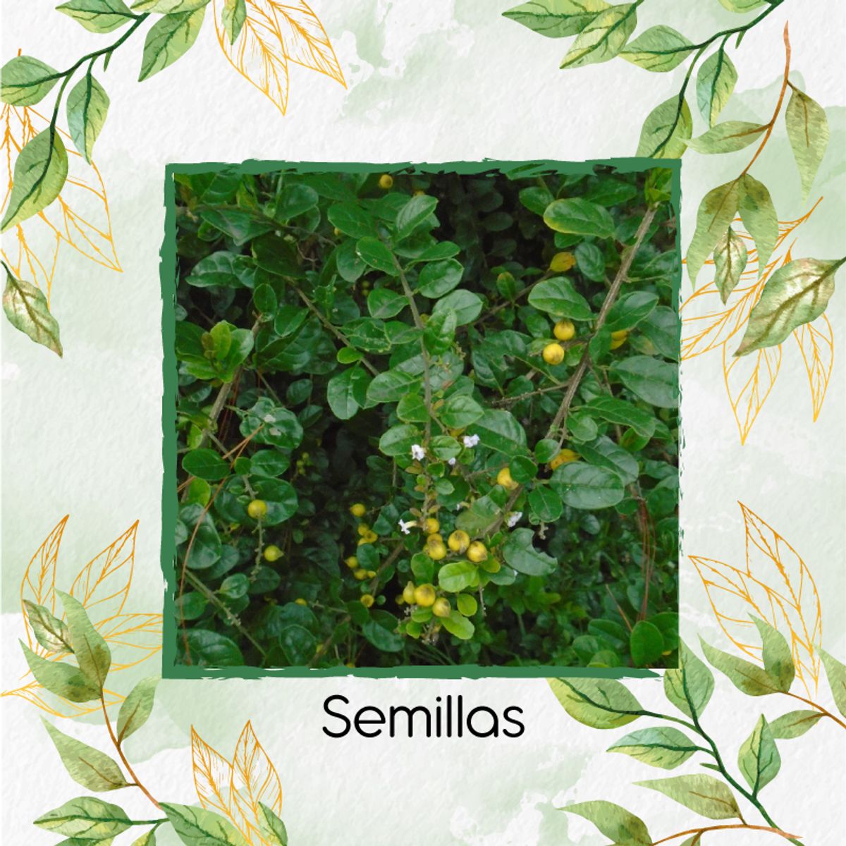 GENERICO - 18 Semillas Orgánicas De Espino