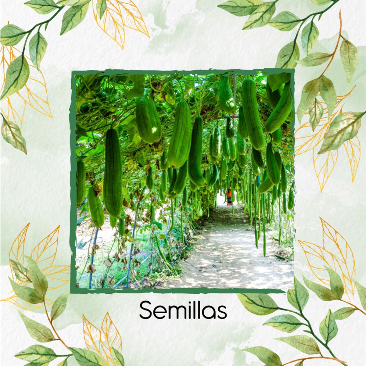 GENERICO - 15 Semillas Orgánicas De Estropajo Común