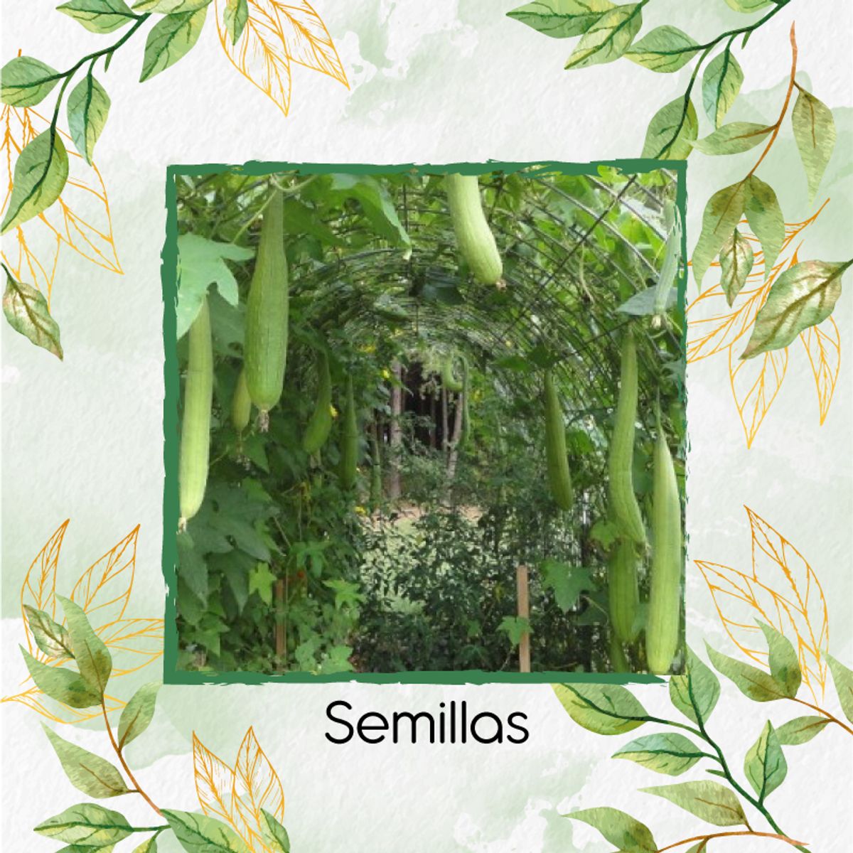 GENERICO - 60 Semillas Orgánicas De Estropajo Común