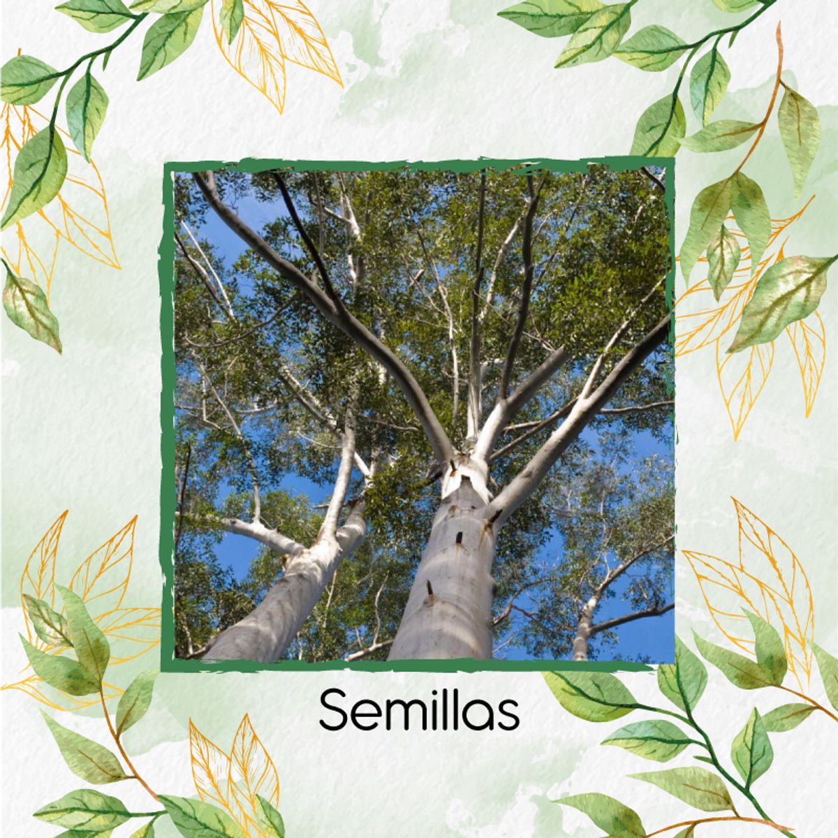 GENERICO - 50 Semillas Orgánicas De Árbol Eucalipto