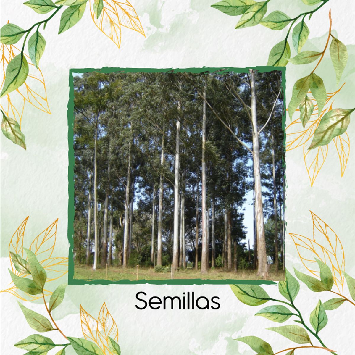 GENERICO - 50 Semillas Orgánicas De Árbol Eucalipto