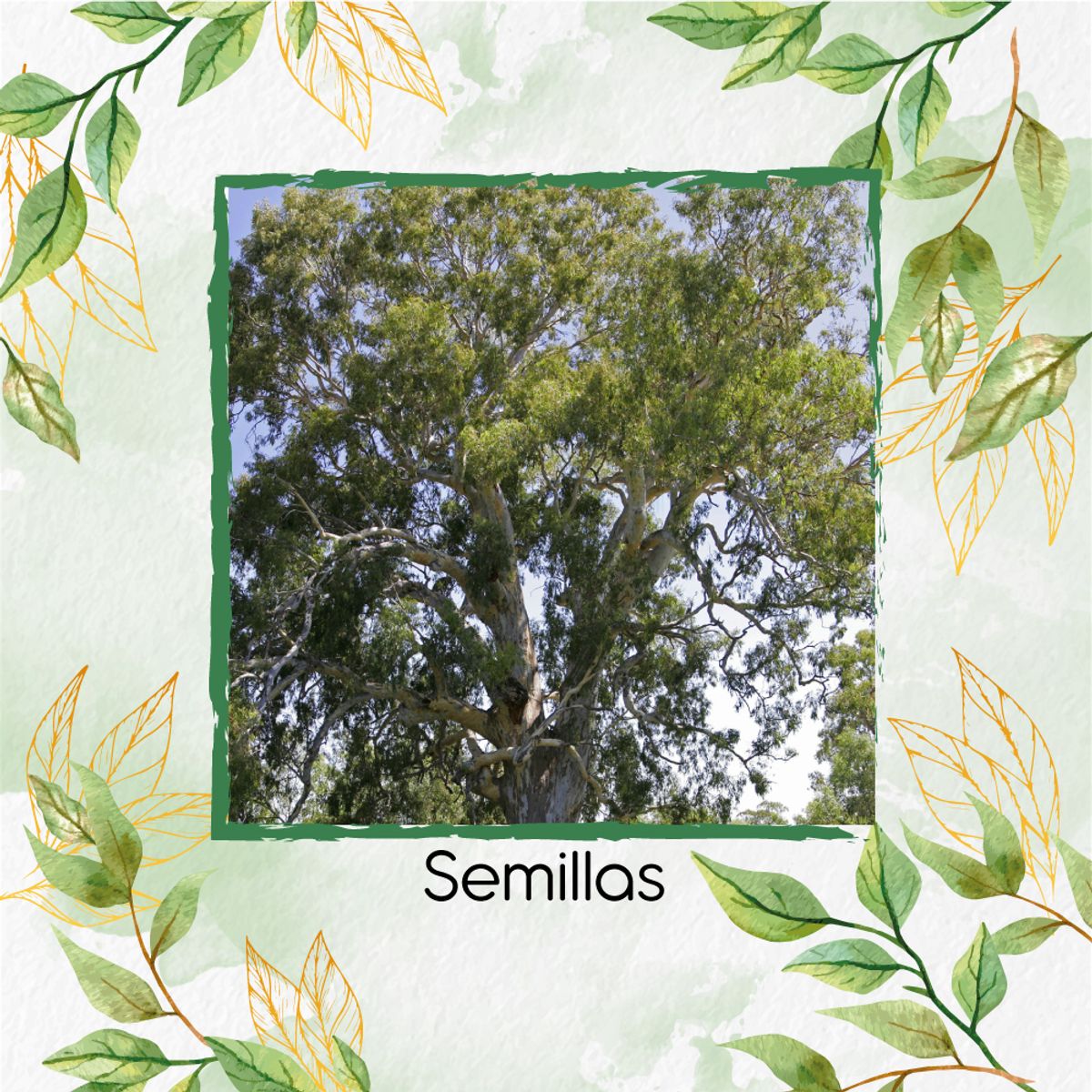 GENERICO - 1.000 Semillas Orgánicas De Árbol Eucalipto Camaldulensis
