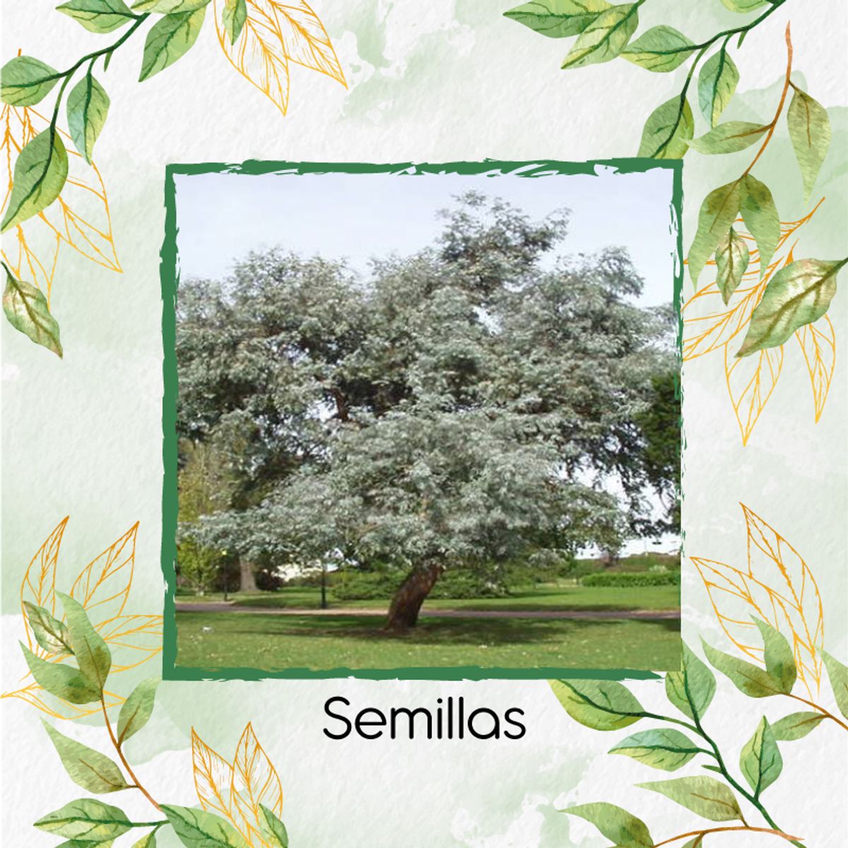 GENERICO - 200 Semillas Orgánicas De Árbol Eucalipto Cinérea