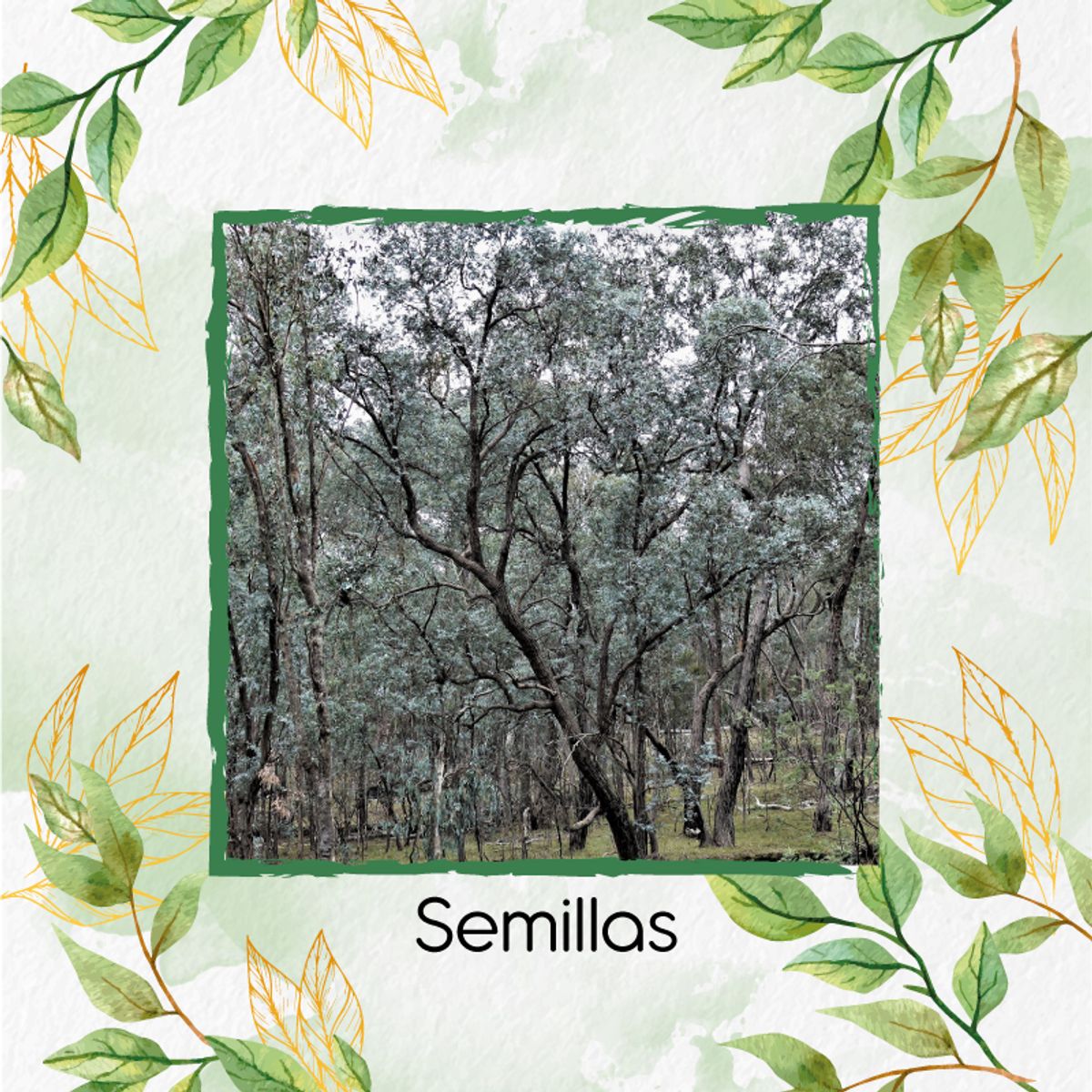 GENERICO - 2.000 Semillas Orgánicas De Árbol Eucalipto Cinérea
