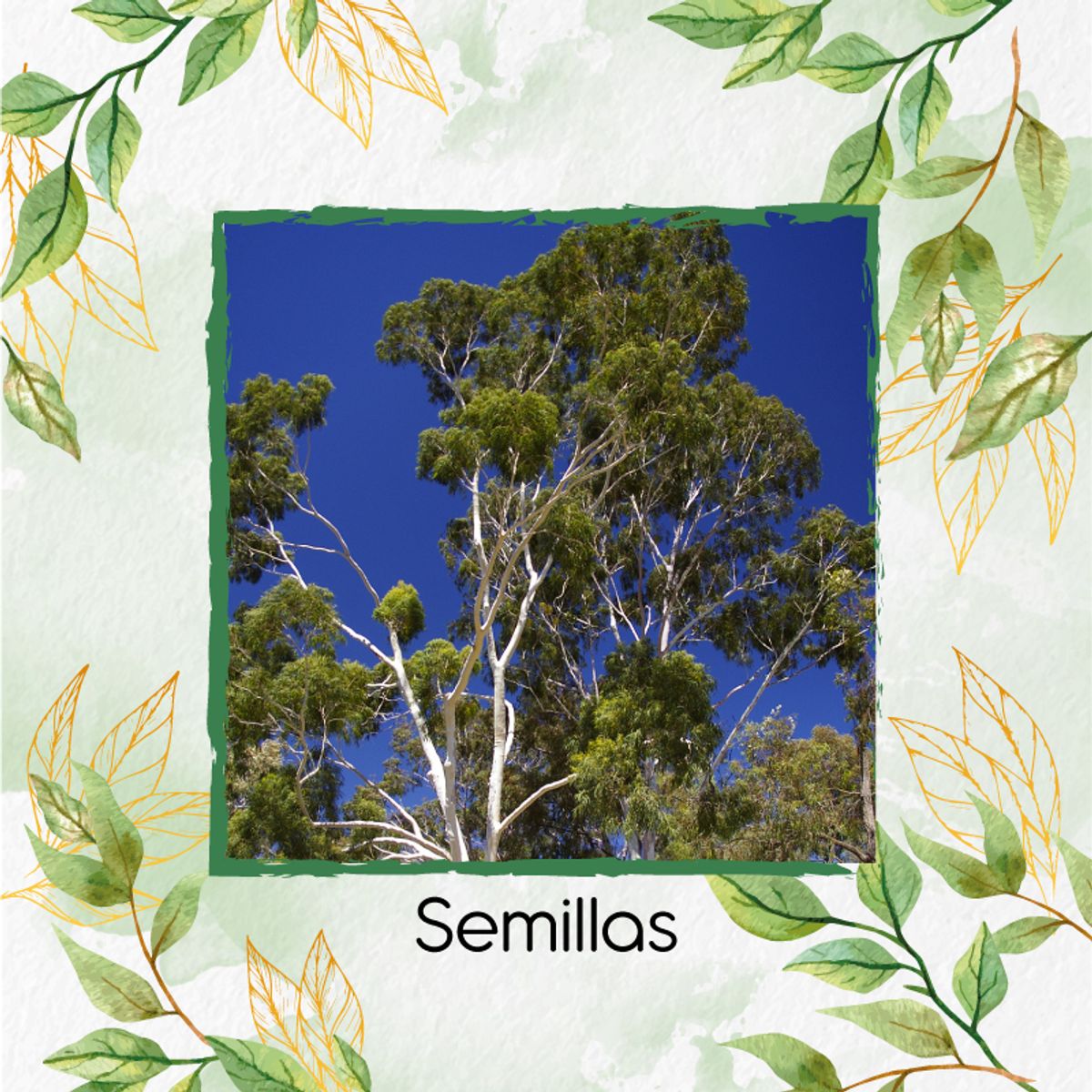 GENERICO - 200 Semillas Orgánicas De Árbol Eucalipto Citriodora
