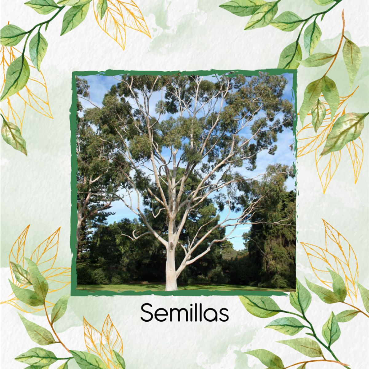 GENERICO - 2.000 Semillas Orgánicas De Árbol Eucalipto Citriodora