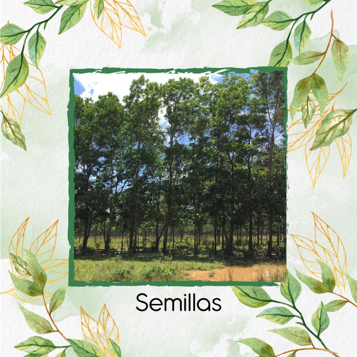 GENERICO - 80 Semillas Orgánicas De Árbol Eucalipto Pellita