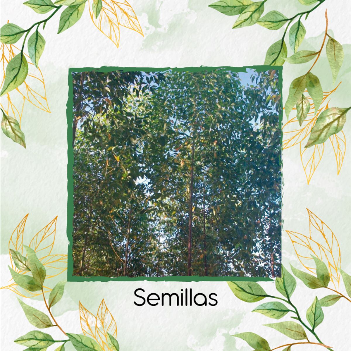 GENERICO - 800 Semillas Orgánicas De Árbol Eucalipto Pellita