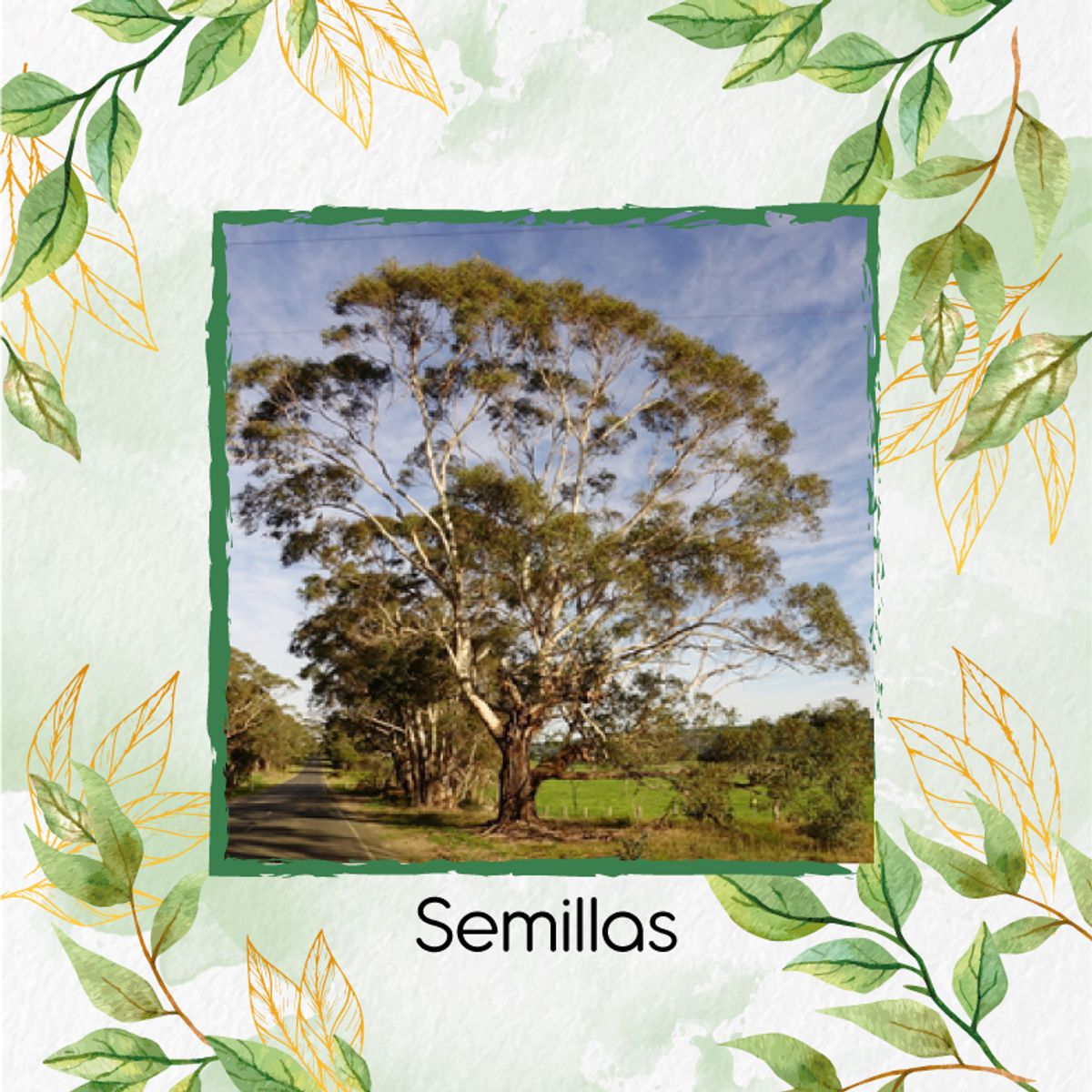 GENERICO - 200 Semillas Orgánicas De Árbol Eucalipto Viminalis